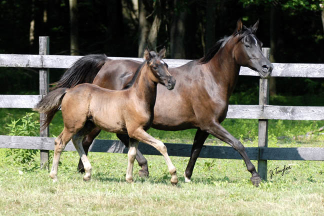 MS Catalyna - photo taken July 2007 with her black colt by Krewe+