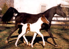WW Black Squeeze with foal Colored with Pizzazz