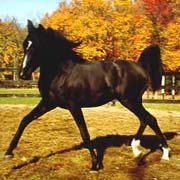 Midnight Enchantr as a yearling