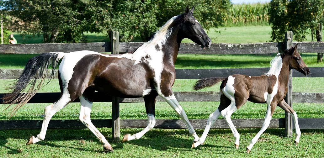 Pictured at 8 years old with her 2012 Black/White Pinto Filly at 1 month old