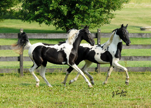 June 2006 - Fyre (her sister) on the left; Winter on the right