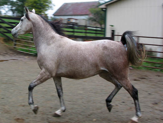 rose gray horse