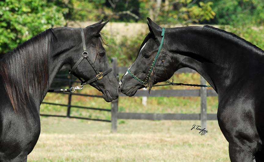 black arabian horse