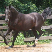 Double Dair - 2000 Black Arabian Stallion