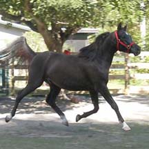 2005 Black Arabian Colt