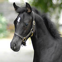 2006 Black Arabian Colt