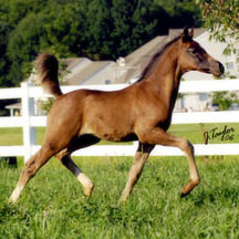 2006 Black Arabian Colt