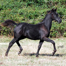 2007 Black Arabian Colt