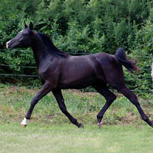Nite Pharaoh - 2004 Black Arabian Colt