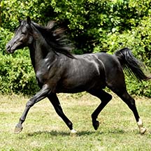 Santa Ray - 2012 Black Arabian Colt