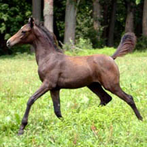 2004 Grey Arabian Filly