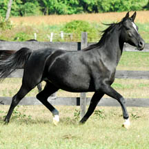 Opra Whinnyfree - pictured at 4 years old