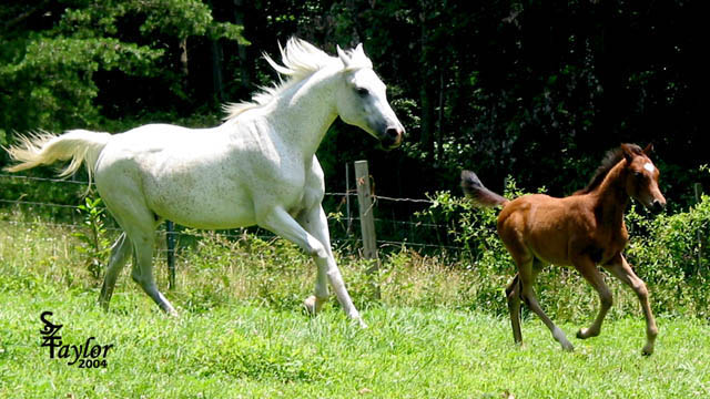 June 2004 with colt by Midnight Enchantr