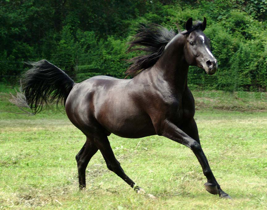 Midnight Enchantr, Homozygous Black Arabian Stallion, East Coast Champion